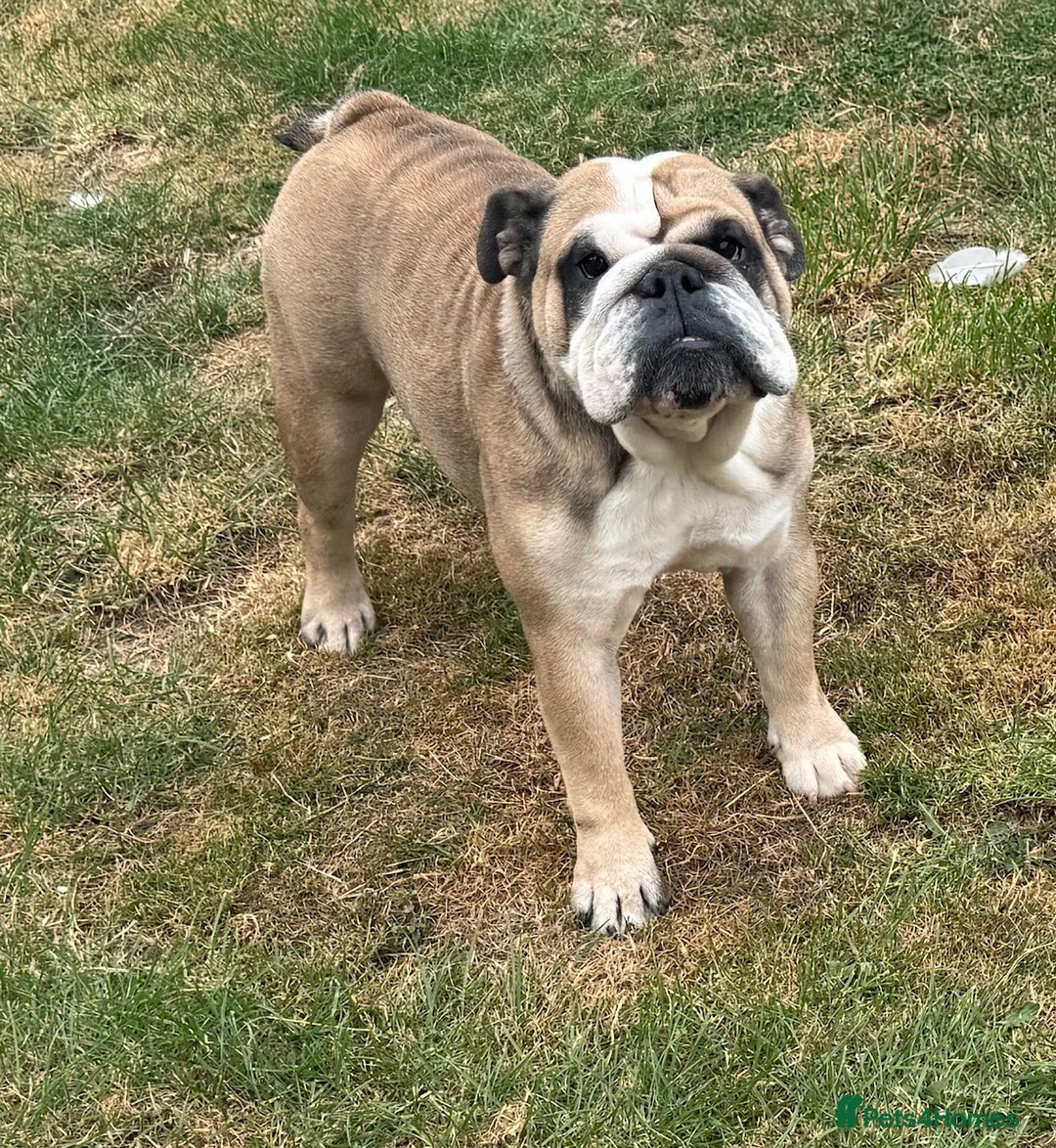English Bulldog dogs for sale: 2 KC registered Bitches - Image 2