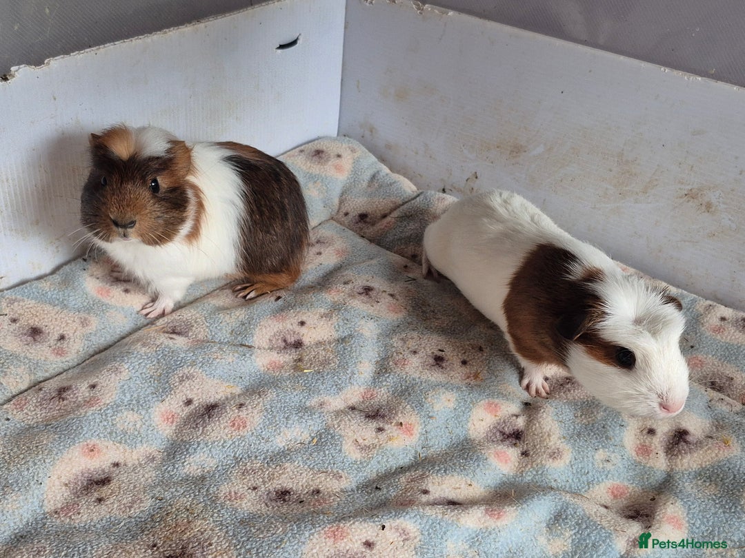 Guinea Pig rodents for sale: 2 handsome boys looking for forever home - Image 2