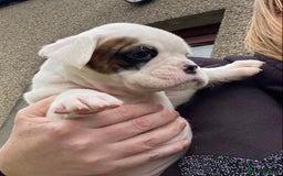 Boxer dogs for sale: Gorgeous Boxer Puppies  - Image 10