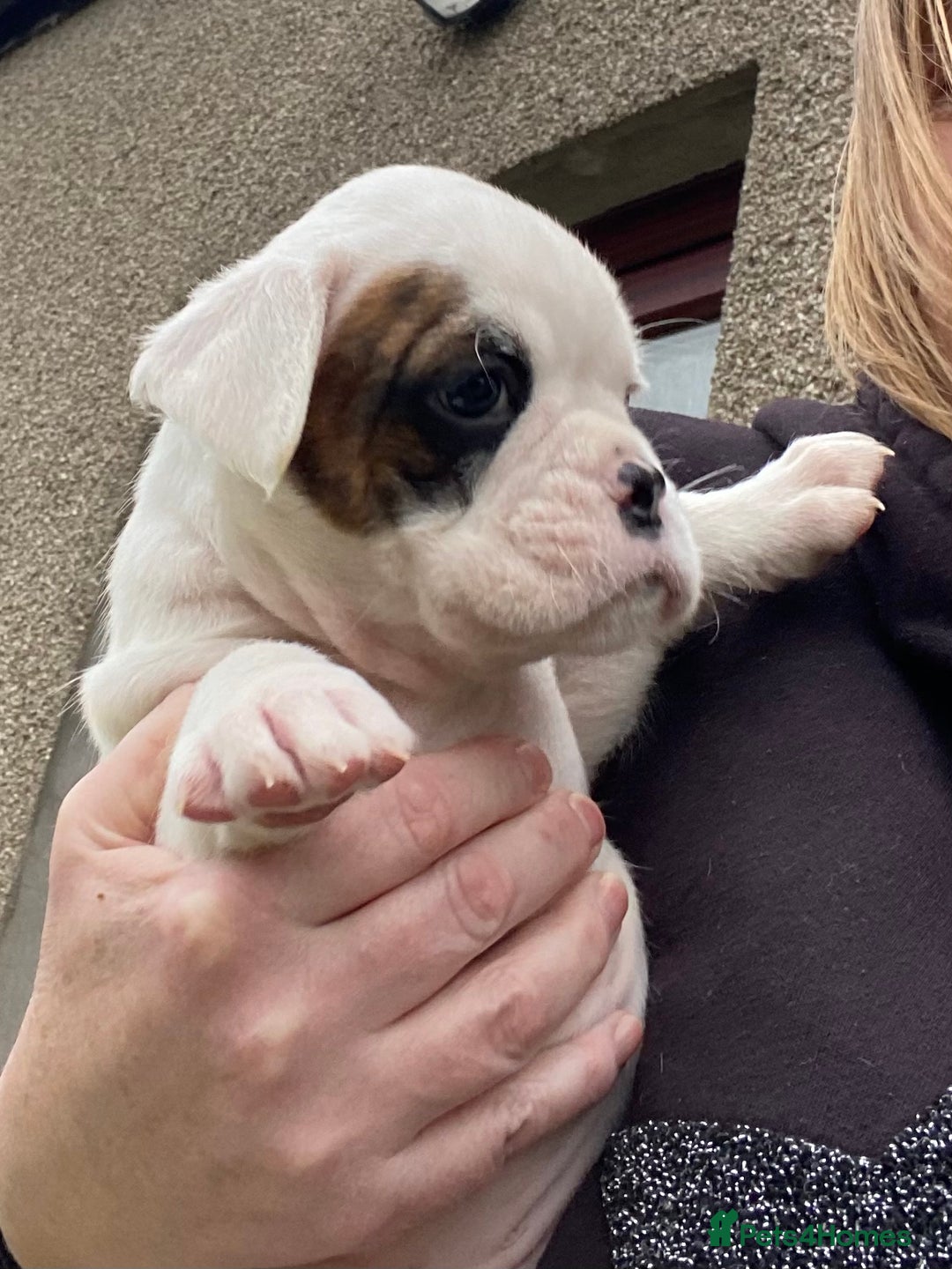 Boxer dogs for sale: Gorgeous Boxer Puppies  - Image 10