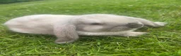 Mini Lop rabbits for sale: 5 beautiful mini lops  - Advert 6