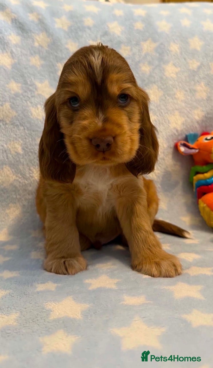 Cocker Spaniel dogs Show type KC registered cocker spaniels  - Advert 2
