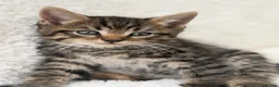 Mixed Breed cats for sale: Tabby male kittens  - Advert 16