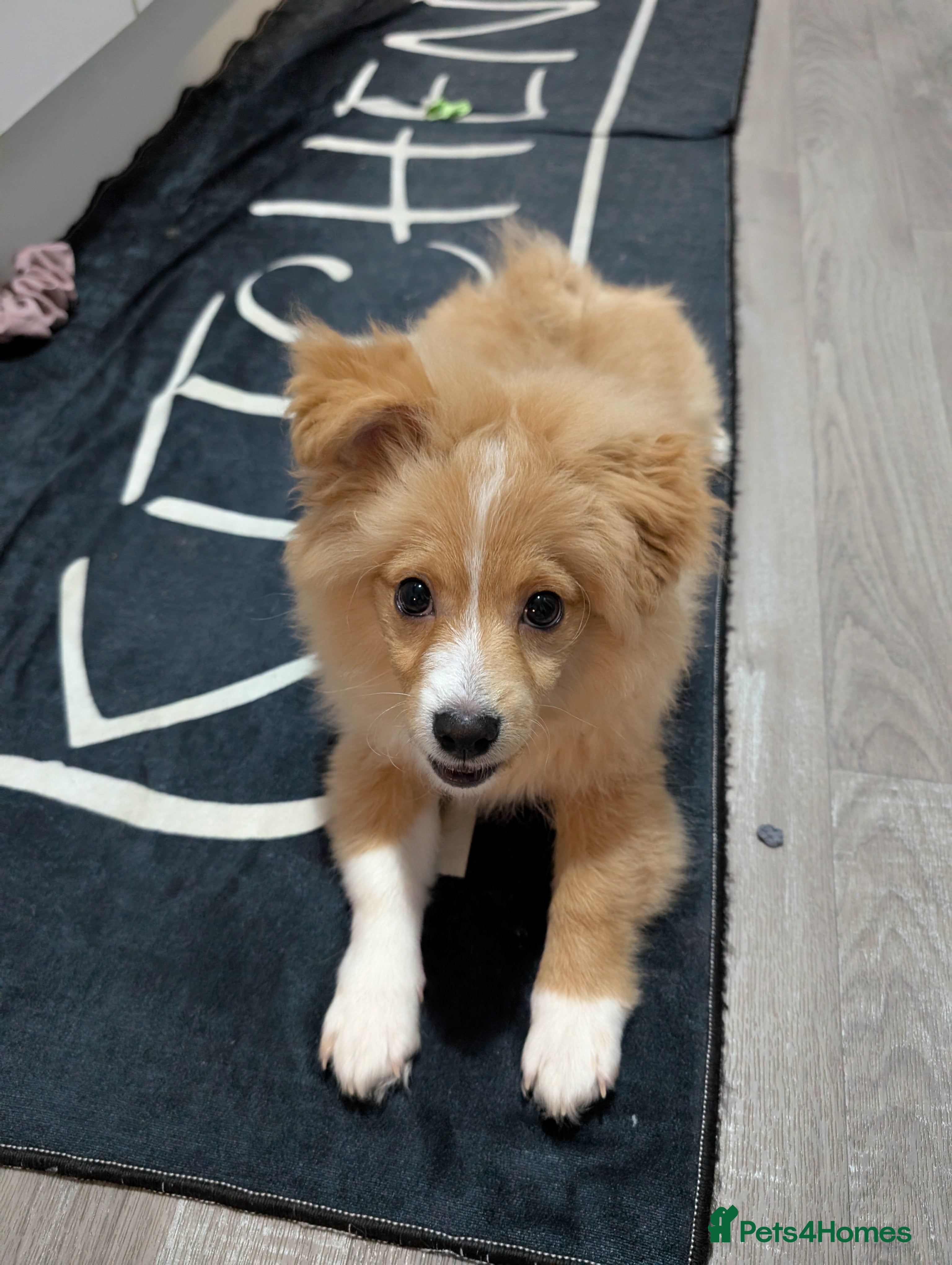 Mixed Breed dogs Fred - pom cross - Advert 4