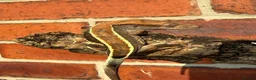 Gecko reptiles for sale: Crested Geckos  - Advert 3