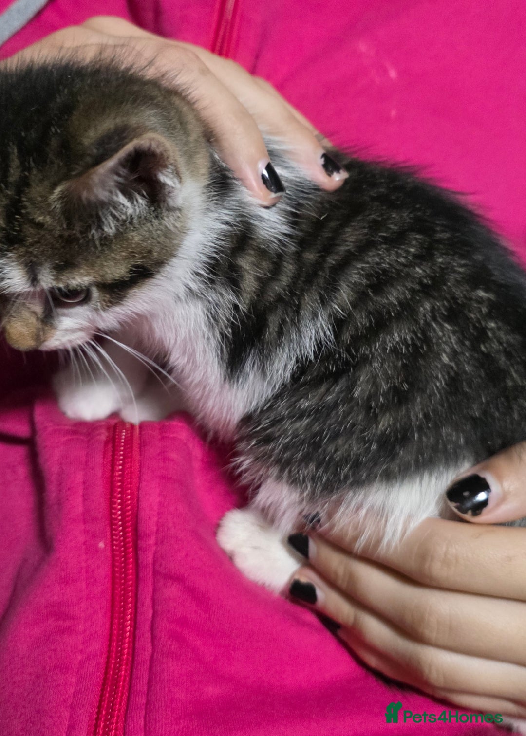 Mixed Breed cats for sale: Friendly playful kittens ready to find thier new  - Image 26