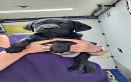 Mixed Breed dogs for sale: Vizslador Puppies - Image 2