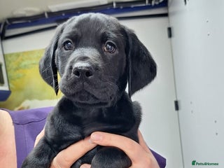 Mixed Breed dogs Vizslador Puppies - Advert 3