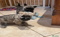 Cairn Terrier dogs for sale: Stunning cairn terrier puppies  - Image 7