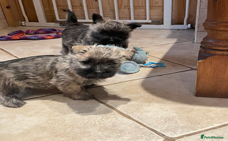 Cairn Terrier dogs - Advert 4