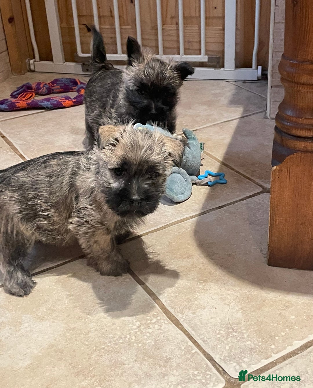 Cairn Terrier dogs for sale: Stunning cairn terrier puppies  - Image 7