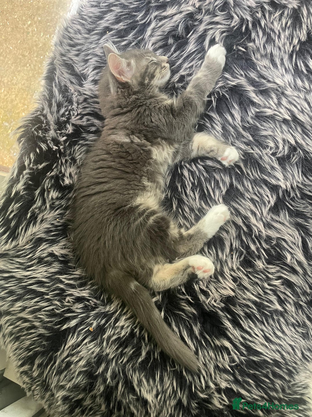 Mixed Breed cats for sale: Gorgeous little Guy - Image 3
