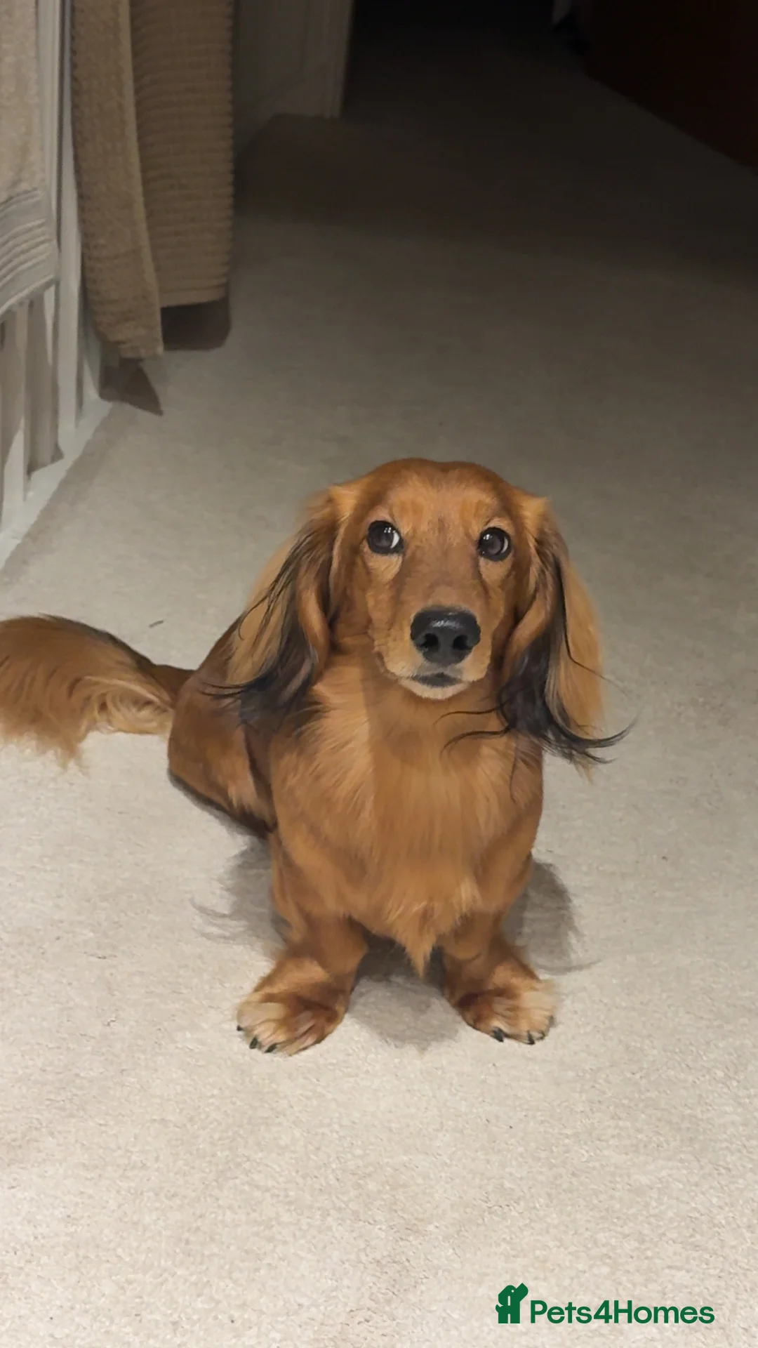 Miniature Dachshund dogs for stud: Long haired Shaded Red Miniature Dachshund   - Advert 2