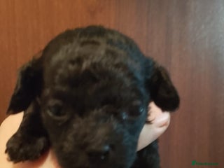 Shihpoo dogs - Advert 23