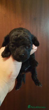 Shihpoo dogs - Advert 2