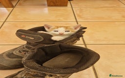 Domestic Shorthair cats for sale: Female kittens - Image 15