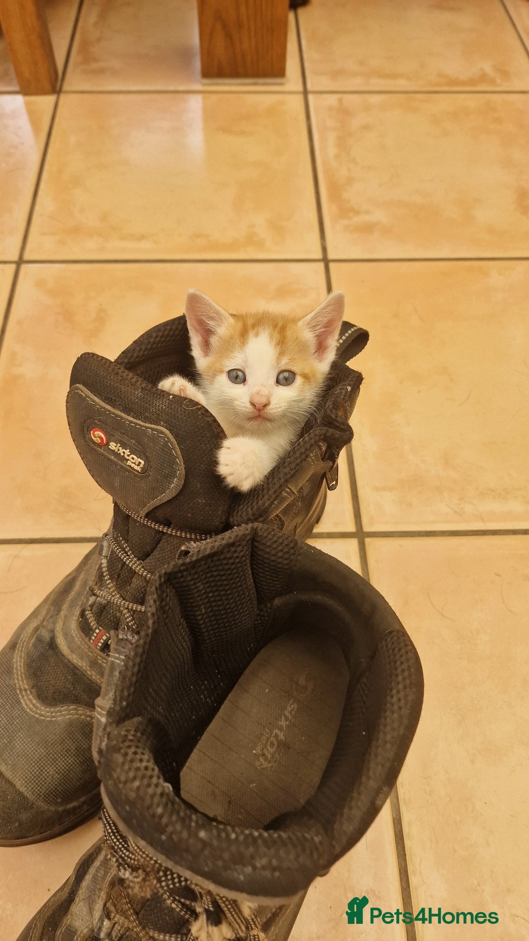 Domestic Shorthair cats for sale: Female kittens - Image 15