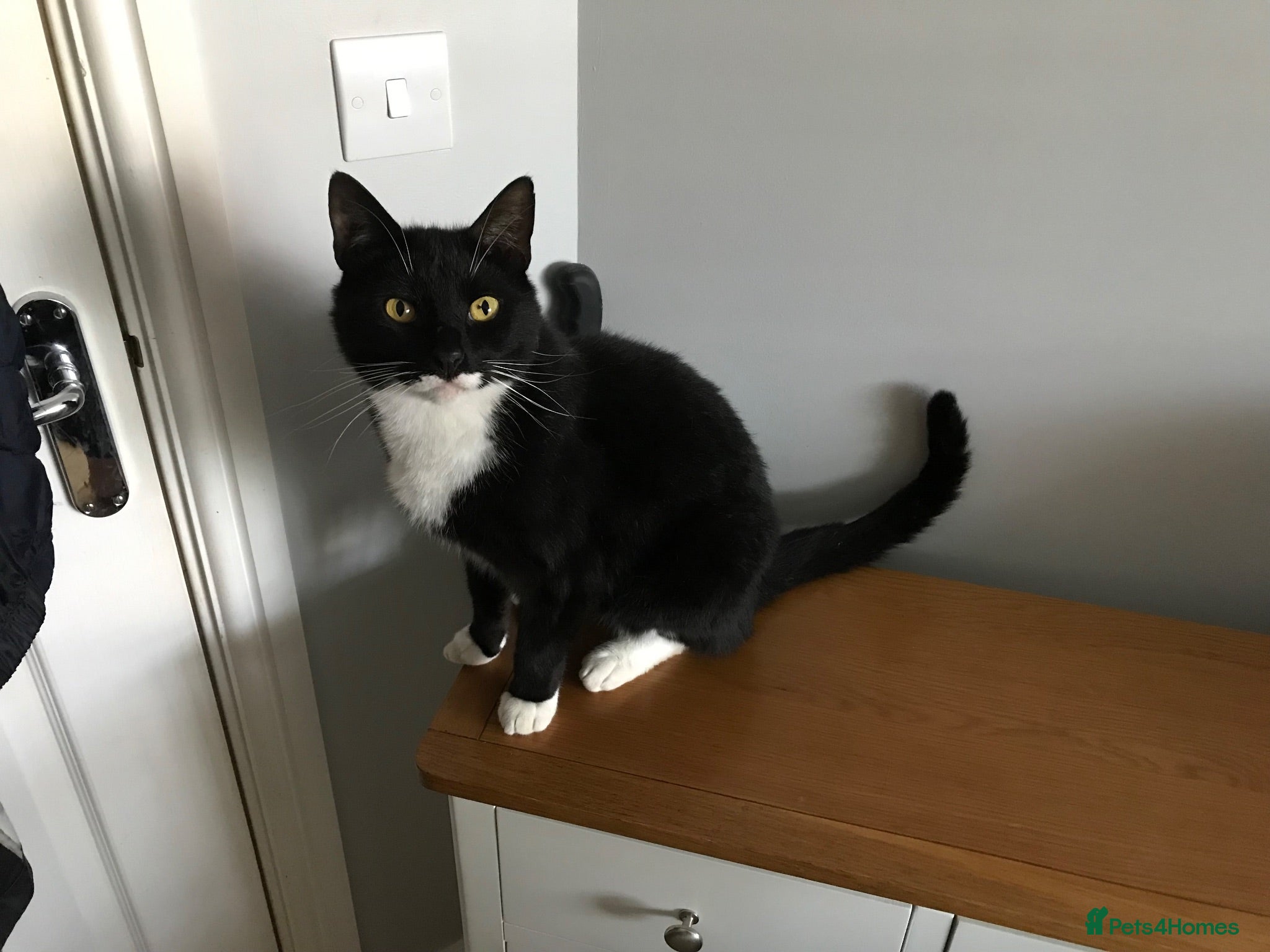 Mixed Breed cats Apollo - Advert 1