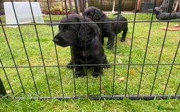 Cocker Spaniel dogs for sale: One boy and one girl - Image 8