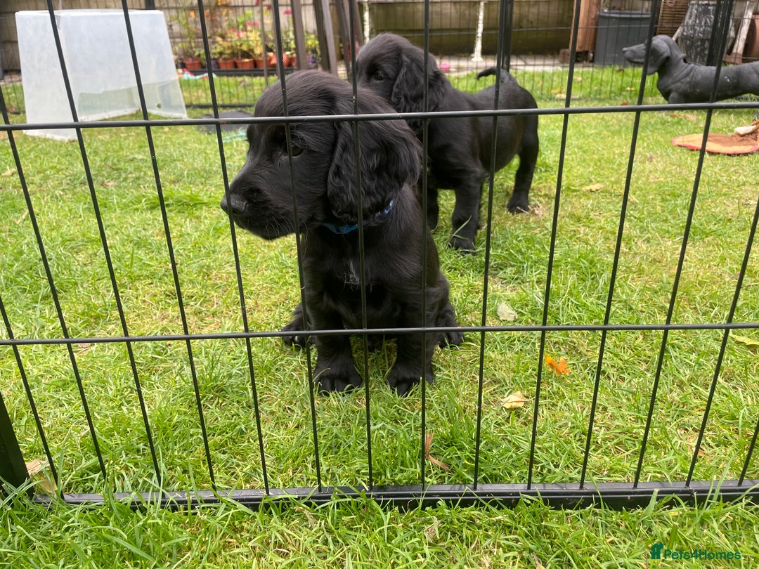 Cocker Spaniel dogs for sale: One boy and one girl - Image 8