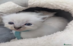 Ragdoll cats for sale: Ragdolls - Image 3