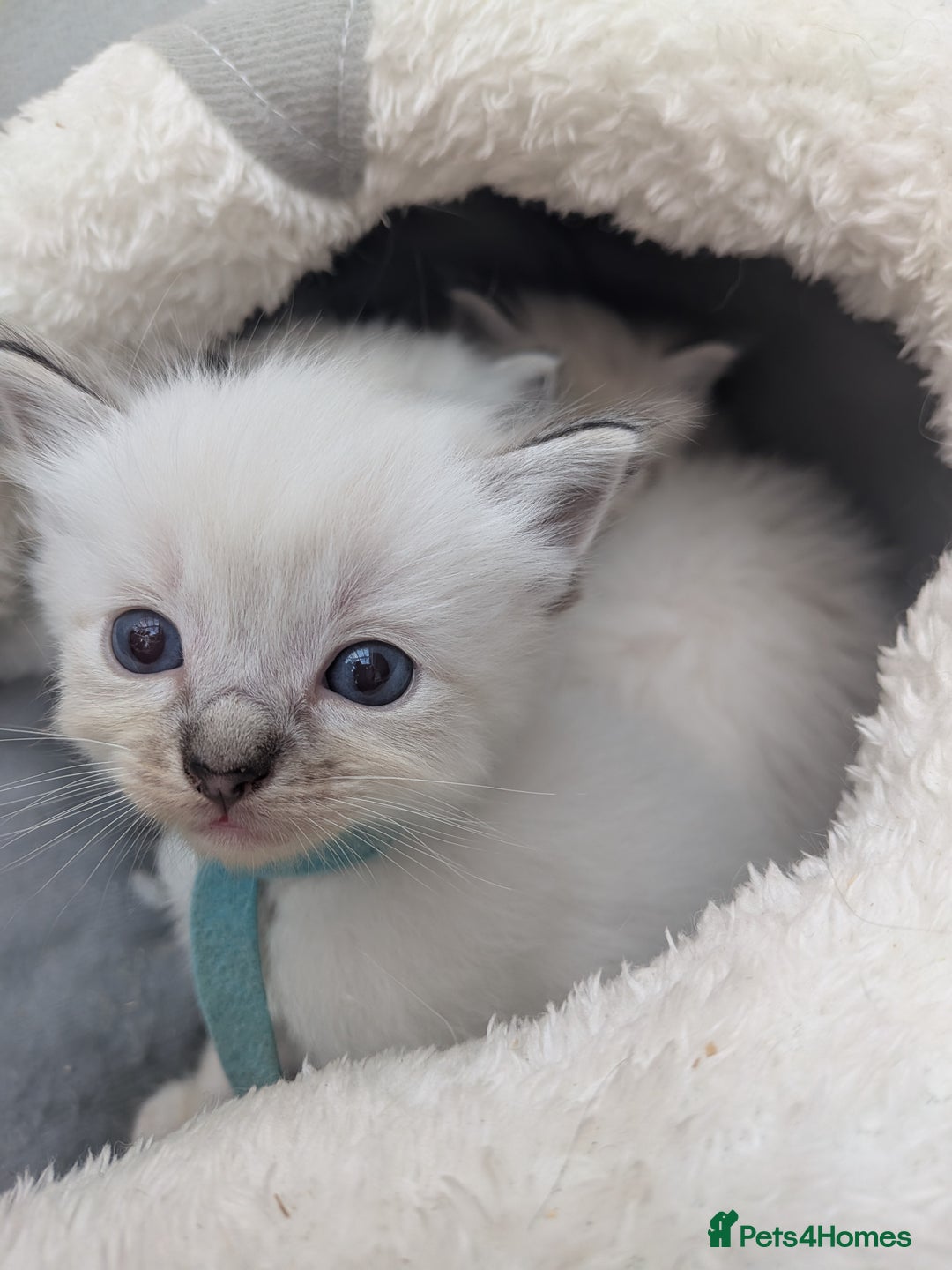 Ragdoll cats for sale: Ragdolls - Image 3