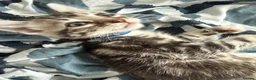 Bengal cats for sale: 🐾 Beautiful Bengal x Maine Coon Kittens 🐾 - Advert 25