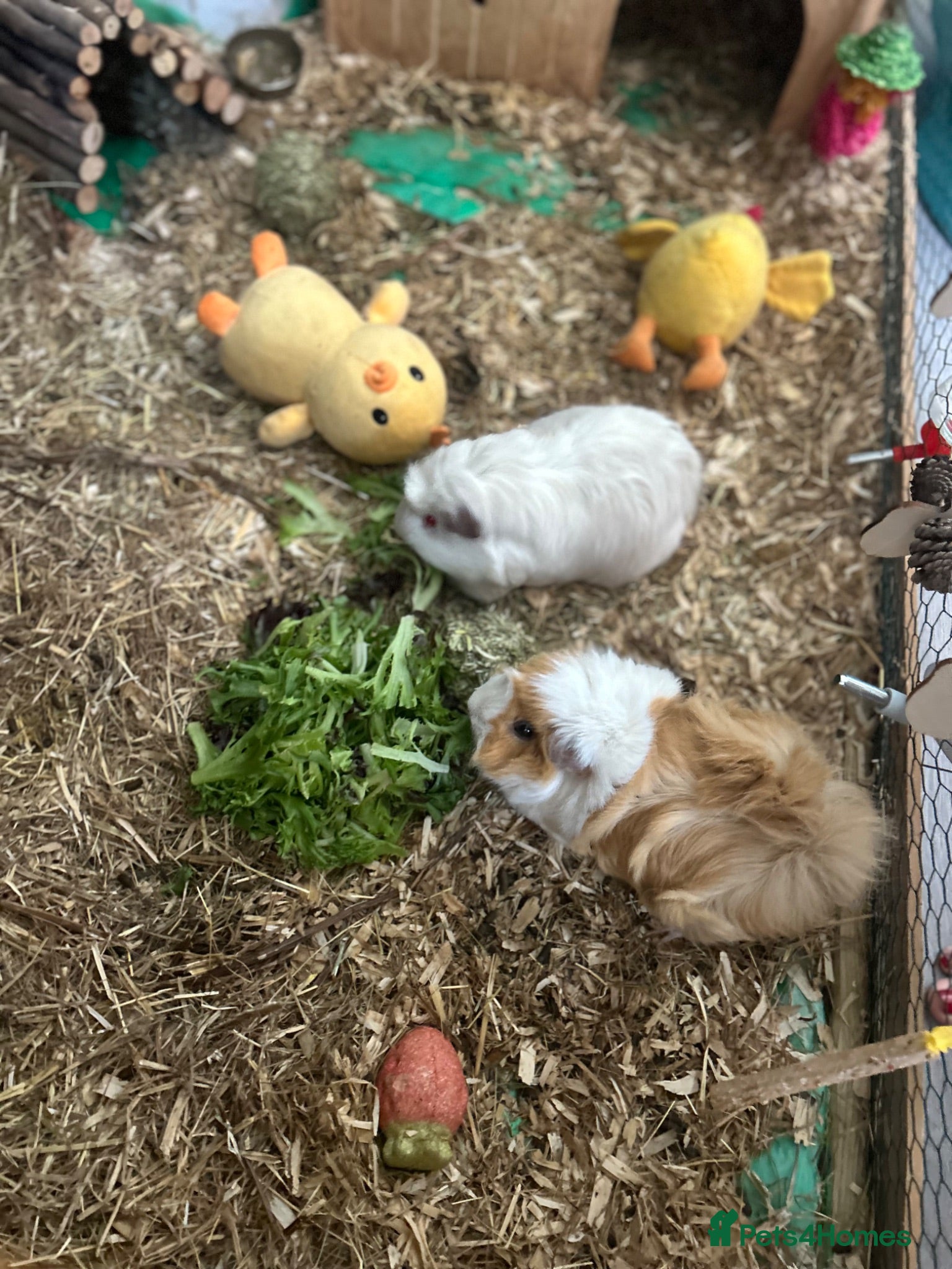 Guinea Pig rodents Re homing  - Advert 1