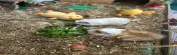 Guinea Pig rodents for sale: Re homing  in Newport - Advert 1