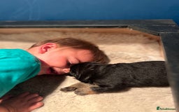 German Shepherd dogs for sale: Gorgeous Male German Shepherd Pup for Sale - Image 19