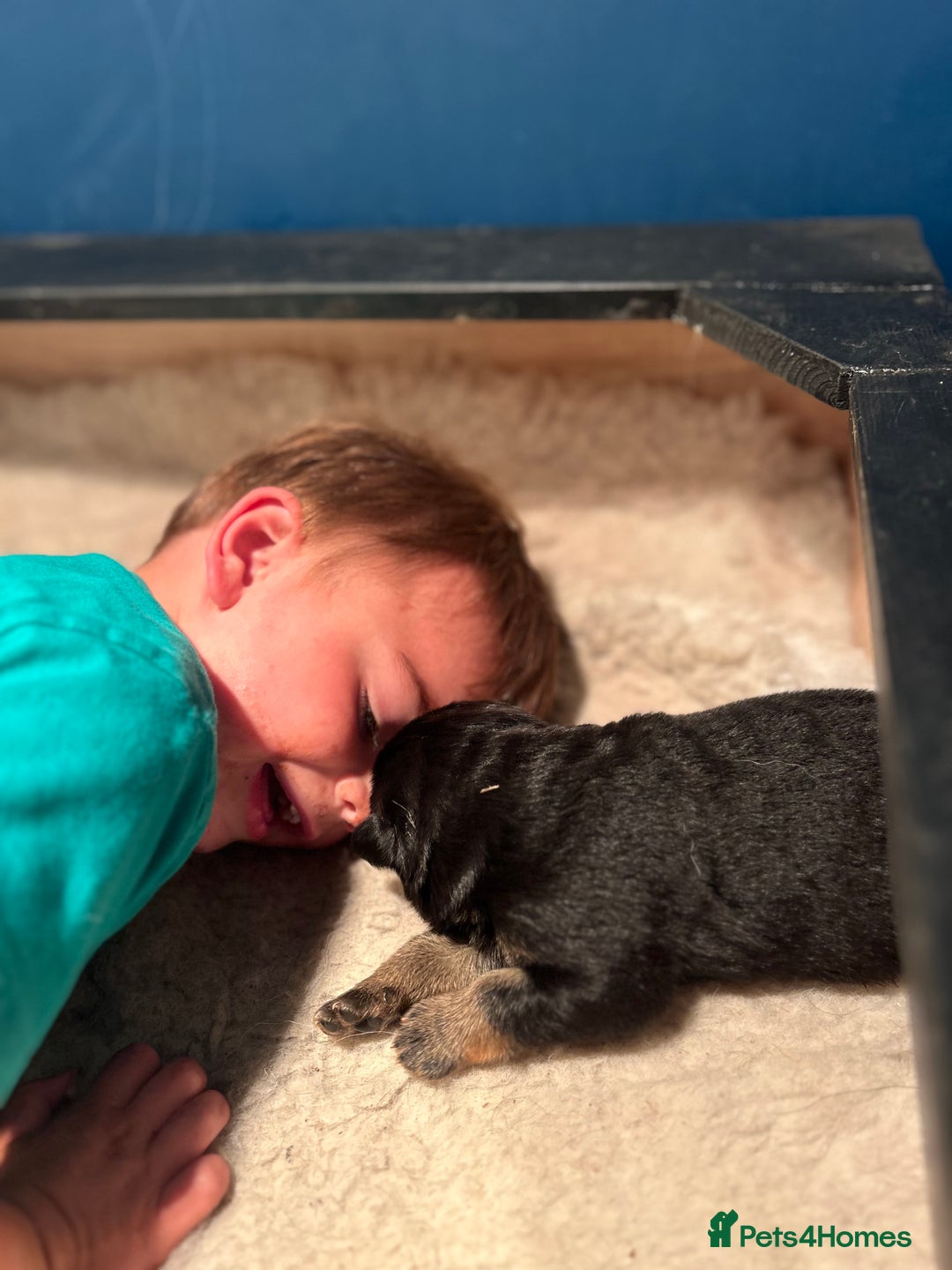 German Shepherd dogs for sale: Gorgeous Male German Shepherd Pup for Sale - Image 19