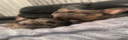 French Bulldog dogs for stud: MERLE & TAN FRENCH BULLDOG STUD - Advert 11