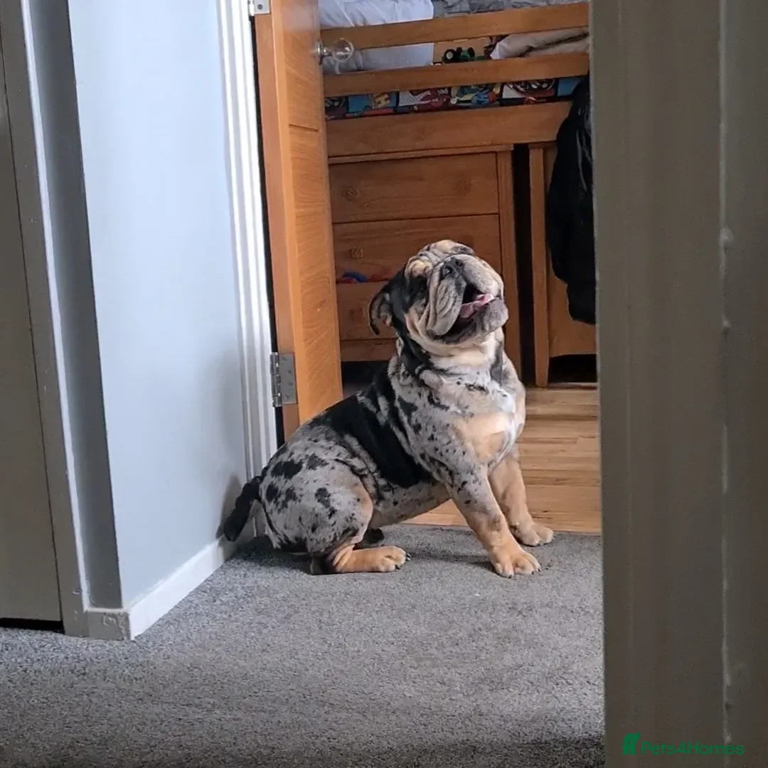 English Bulldog dogs for stud: Open for stud - proven producing fluffys.  in Leeds - Advert 1