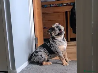 English Bulldog dogs Open for stud - proven producing fluffys. in Leeds - Advert 1