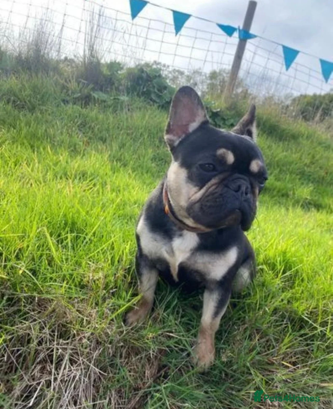 Gallery Image {{count}}