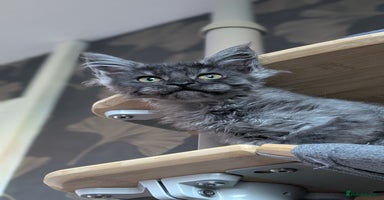 Maine Coon cats - Advert 4
