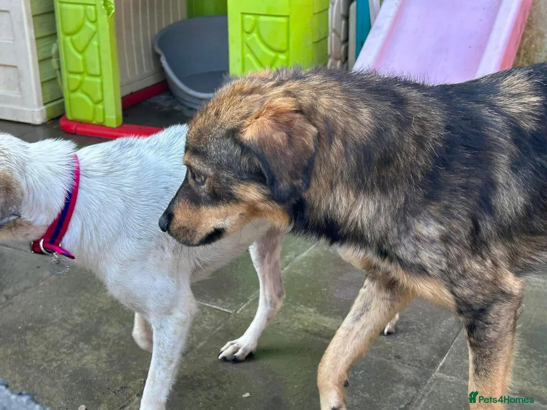 Mixed Breed dogs for adoption: Hovis - Norwich Norfolk  in Norwich - Advert 16