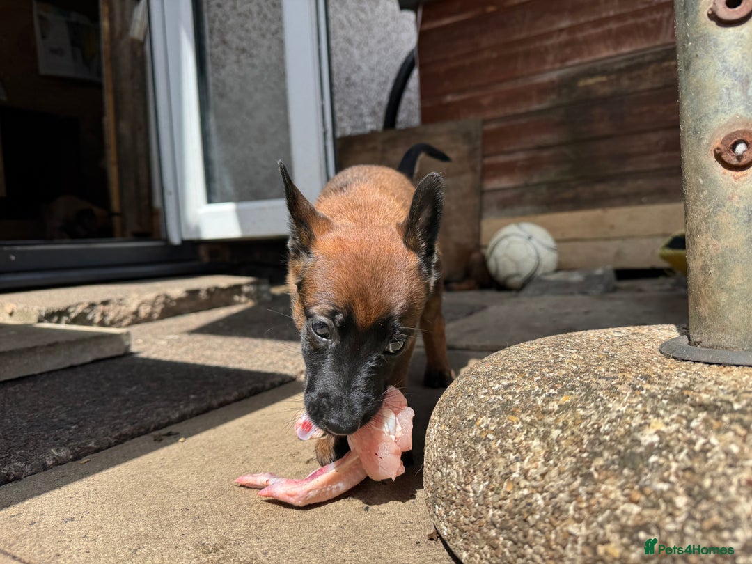 Belgian Shepherd Dog dogs for sale: Beautiful Belgian Malinois puppies for sale - Image 30