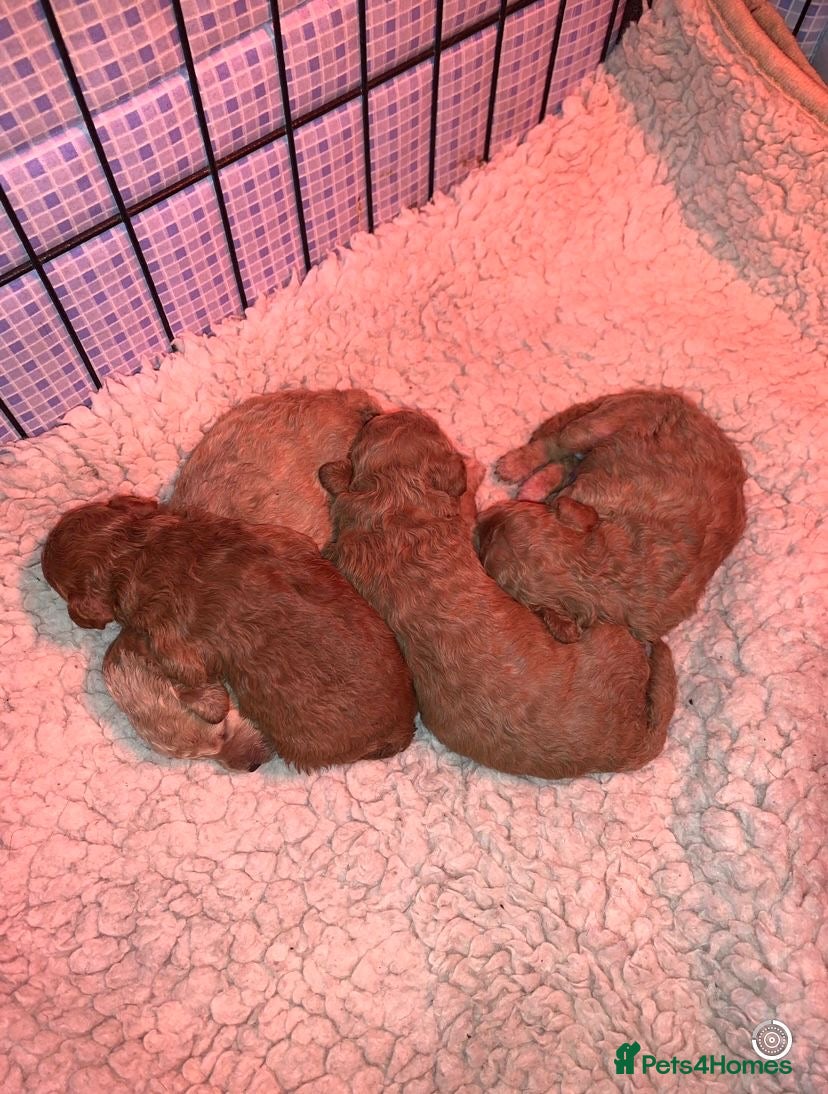 Cockapoo dogs Beautiful cockapoo pups  - Advert 1