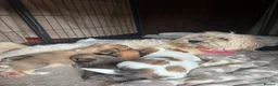 Lhasa Apso dogs for sale: Full pedigree Lhasa Apso puppies.  - Advert 6