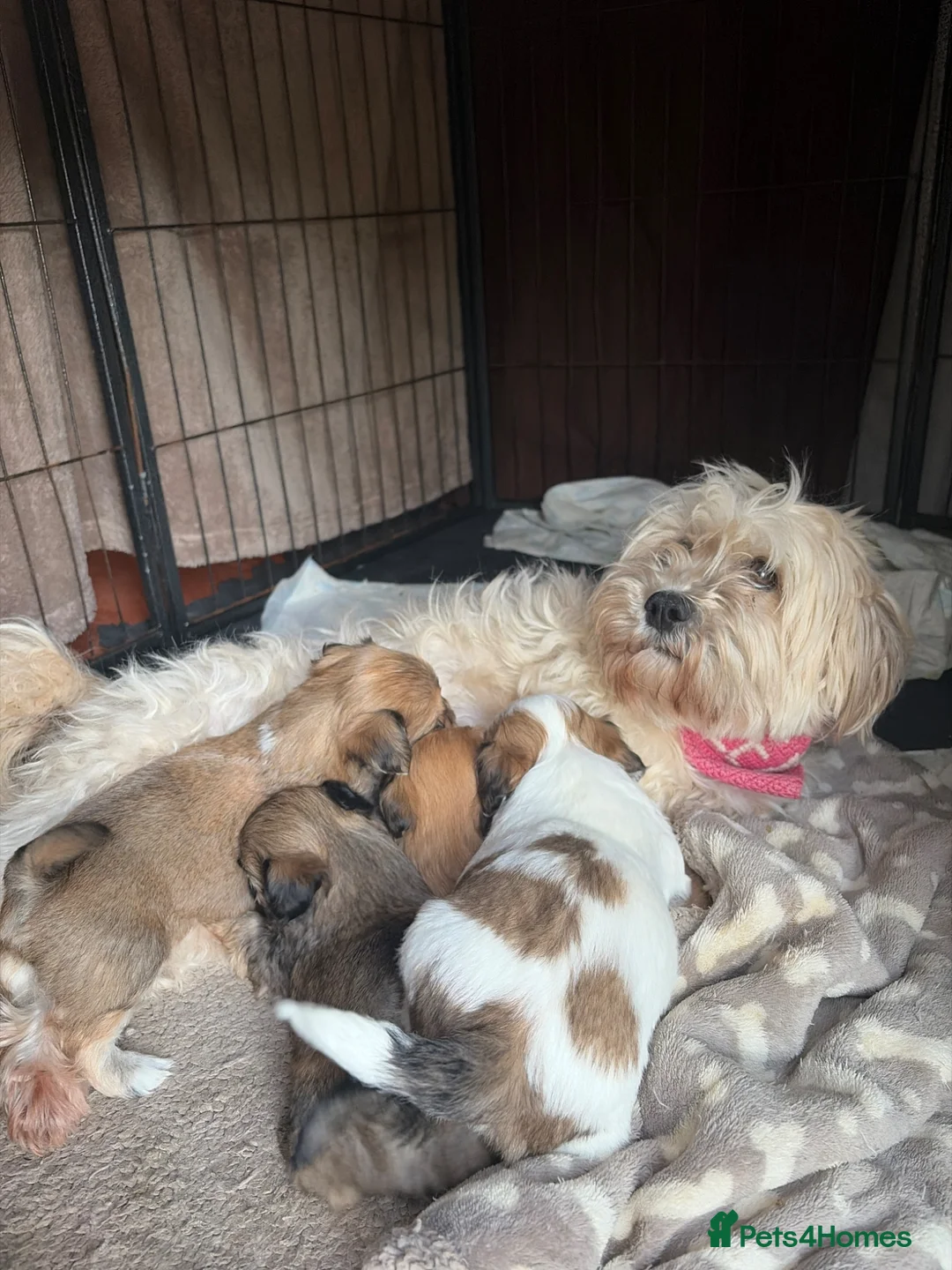 Lhasa Apso dogs for sale: Full pedigree Lhasa Apso puppies.  - Advert 6