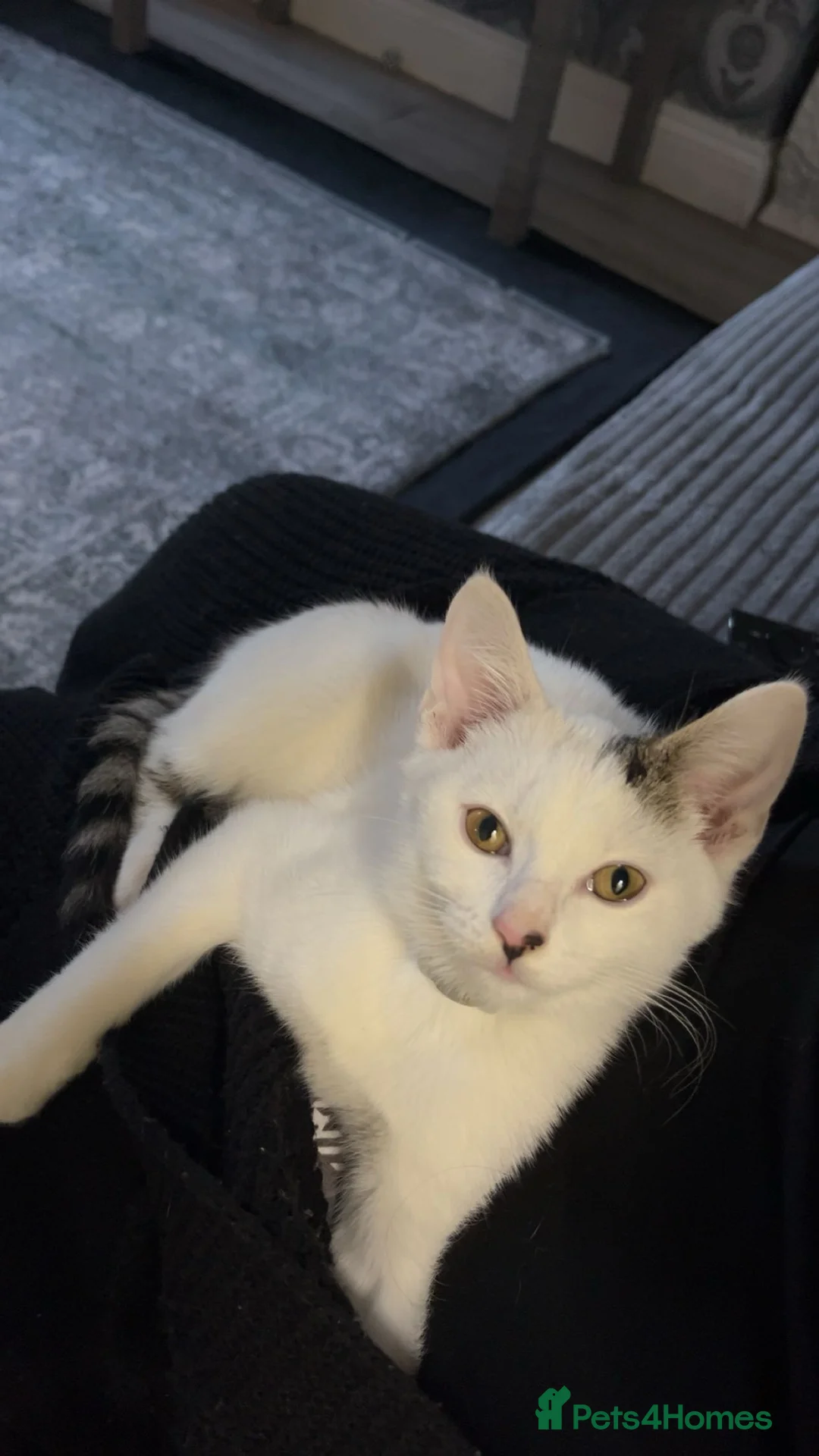 Domestic Shorthair cats for sale: Cat for sale  - Advert 3