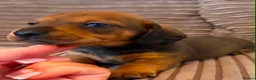Miniature Dachshund dogs for sale: Kc registered mini smooth dachshunds  - Advert 7