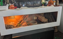 Python Snake reptiles for sale: male royal python  - Advert 1