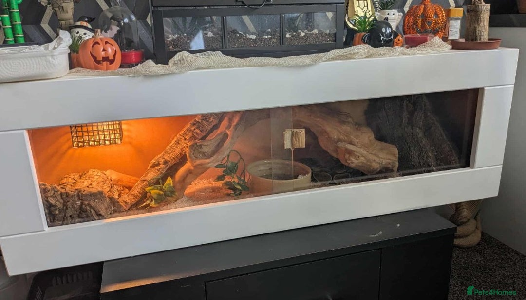 Python Snake reptiles for sale: male royal python  - Advert 1