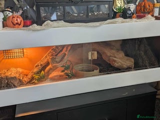 Python Snake reptiles male royal python - Advert 10