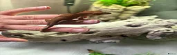 Gecko reptiles for sale: Crested Gecko in Billingshurst - Advert 2