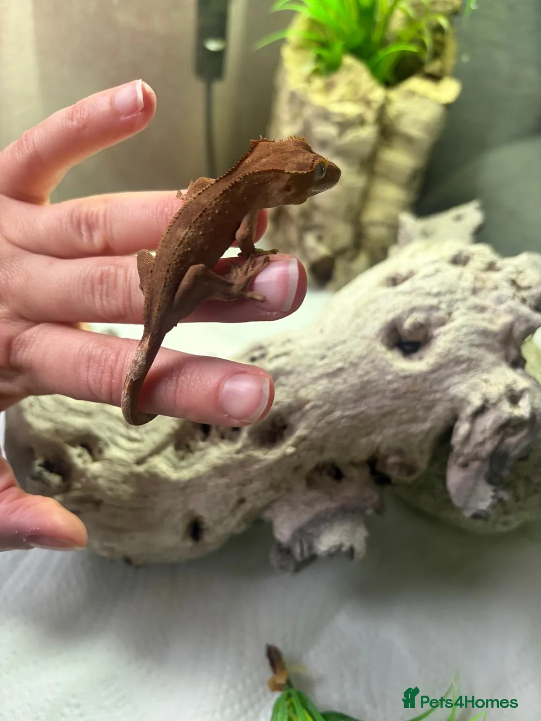 Gecko reptiles for sale: Crested Gecko in Billingshurst - Advert 2
