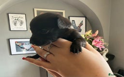 Mixed Breed dogs for sale: 9 beautiful dachshund cross poms - Image 6