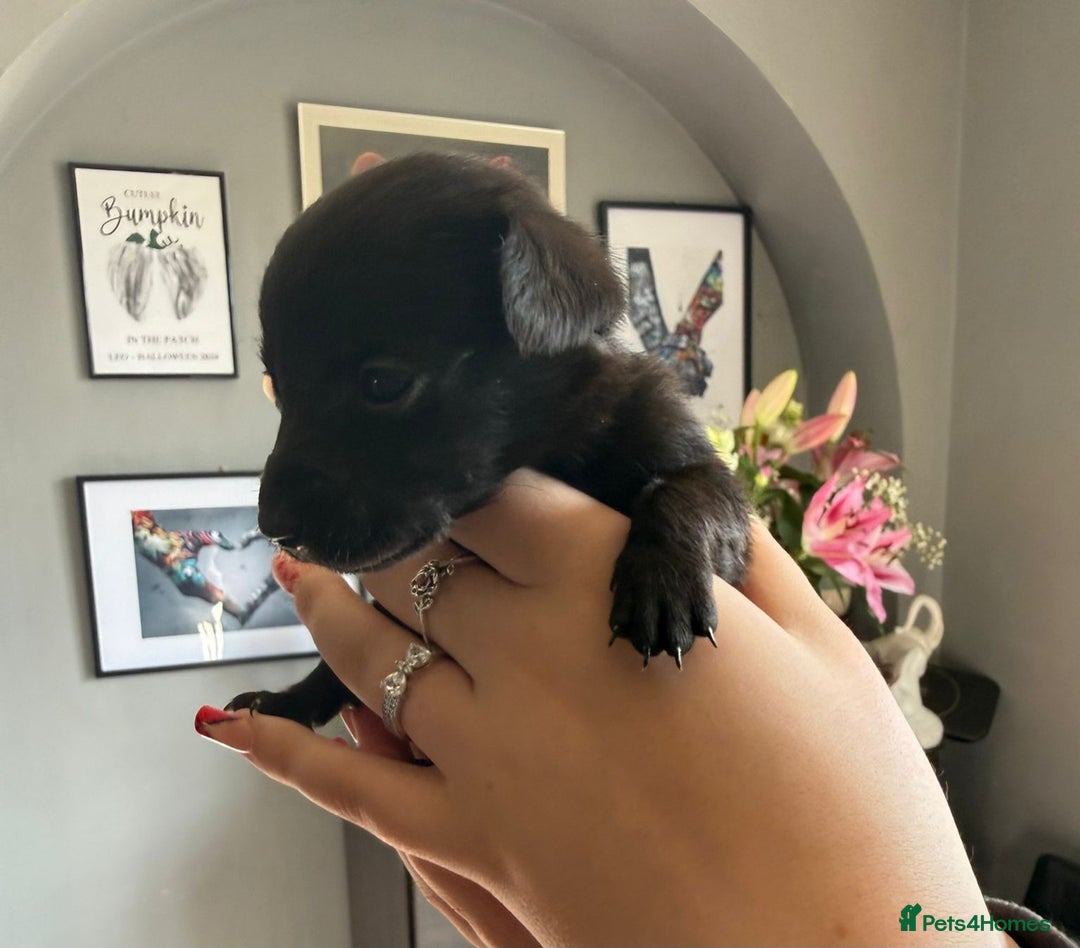 Mixed Breed dogs for sale: 9 beautiful dachshund cross poms - Image 6